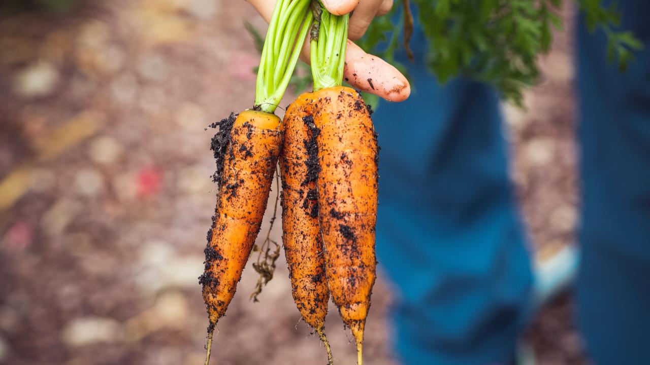 tibits Rezepte für fleissige Gärtner:innen